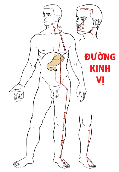 cach-massage-bam-huyet-khi-khi-huyet-kem-luu-thong-2